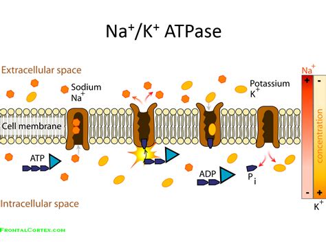 Sodium-Potassium ATPase