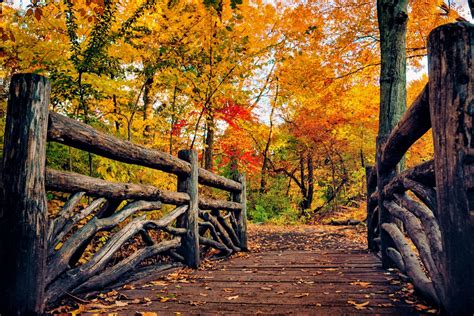 Download Tree Fall Wooden Man Made Bridge 4k Ultra HD Wallpaper