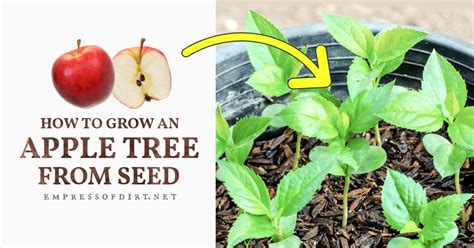 Underrated Ideas Of Info About How To Start Apple Trees From Seed ...