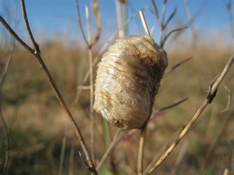 File:Praying mantis cocoon (5585071032).jpg - Wikimedia Commons