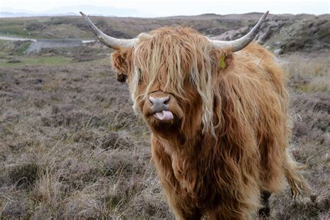 Highland Cows (and 8 fun facts you need to know about these legen-dairy ...