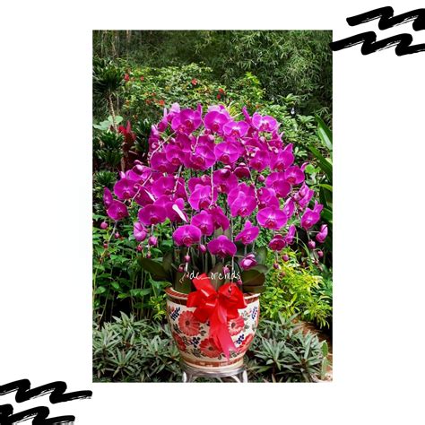 Bunga Anggrek Bulan dewasa bulan isi 15 pohon Ungu Pot Keramik - De Orchids