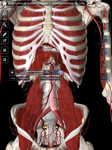 3D4Medical prepare to launch unique 3D essential anatomy app [exclusive ...