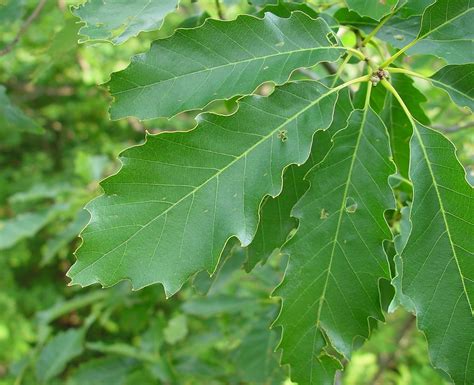 Quercus muehlenbergii (chinkapin oak, yellow chestnut oak): Go Botany