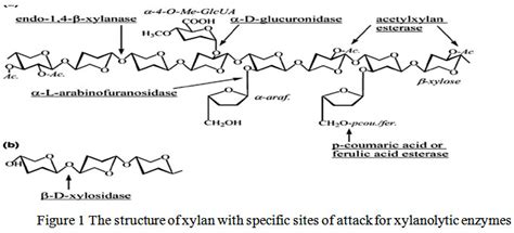 Recent Advances and future Perspectives of Thermostable Xylanase ...