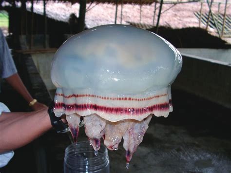 Synopsis of edible jellyfishes collected from Southeast Asia, with ...