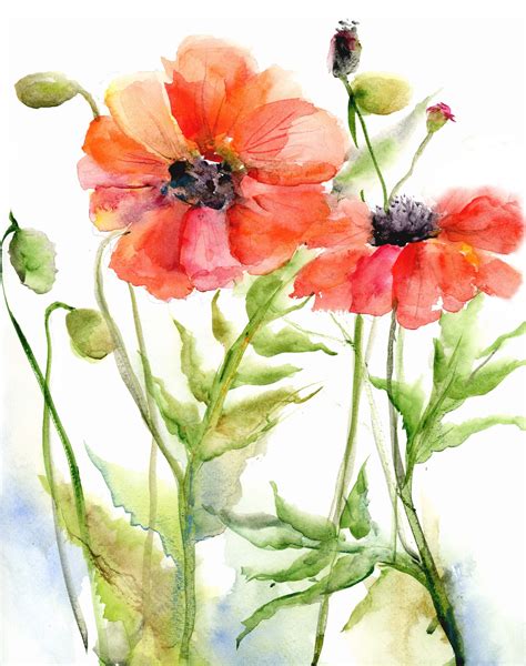 red poppy print watercolor poppy painting watercolor