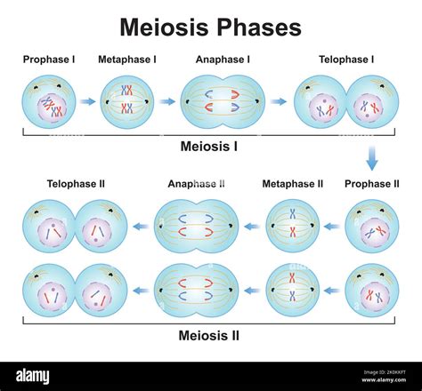 Scientific Designing of Meiosis Phases. Germ Cell Division Process ...