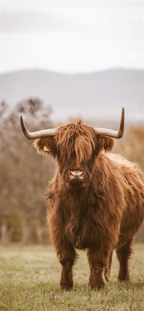 highland cow iPhone Wallpapers Free Download