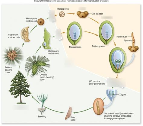 Pine Life Cycle Diagram | Quizlet