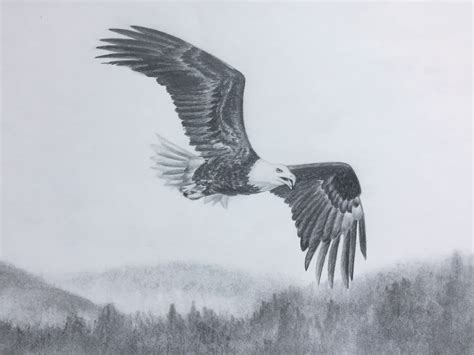 Bald Eagle Flying Sketch