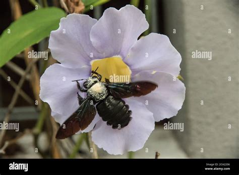 Carpenter Bee pollinating purple flowers Stock Photo - Alamy