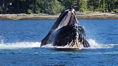 INSANE! Humpback Whale Sighting! Bubble-Net Feeding! Ketchikan, Alaska ...