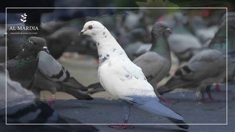 Common Pigeon Diseases