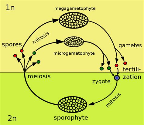 Plant life cycles and taxonomy | It's a natural universe