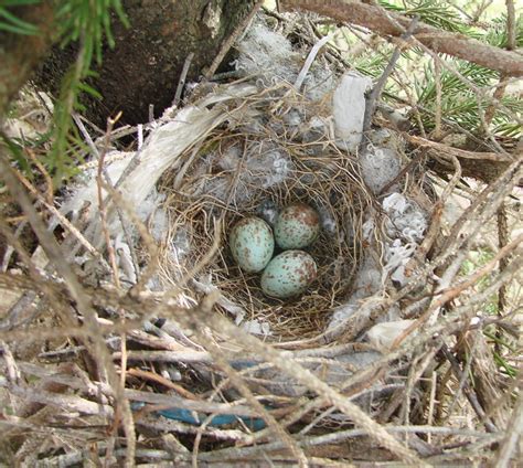 Mockingbird nest and eggs | Flickr - Photo Sharing!