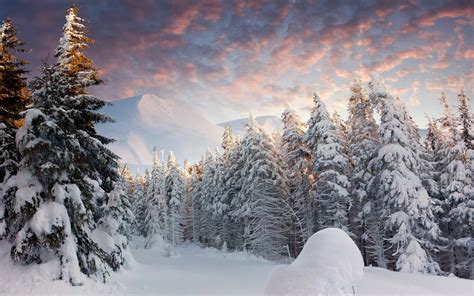 Snowy Forest Background