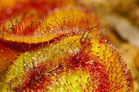 The weird world of Australia’s carnivorous plants - Australian Geographic