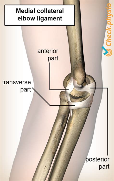 Medial collateral ligament injury elbow | Physio Check