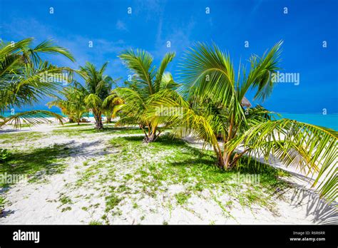 Palm trees on tropical beach in Maldives Stock Photo - Alamy