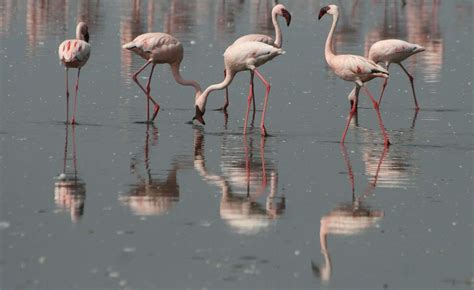 19_Flamingos-Lake-Nakuru - Kidderminster Camera Club