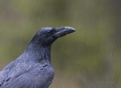 Two Known Raven Species Collapse Into One in 'Speciation Reversal'