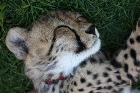 Cheetah Cubs Sleeping