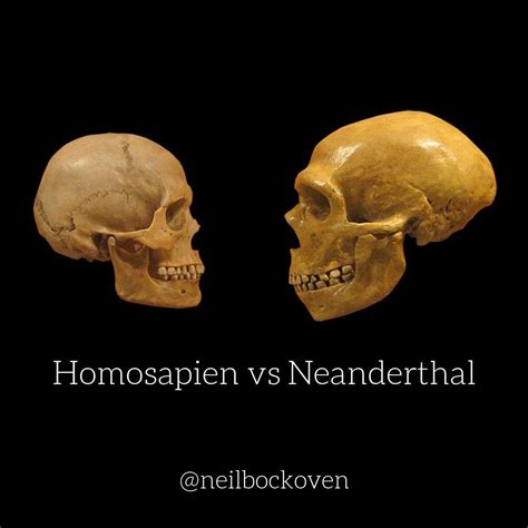 Neanderthal vs. Homo Sapien Skull proves who had a Bigger Brain