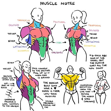 Muscle Anatomy Drawing Reference : Arm Muscle Drawing Anatomy Reference ...