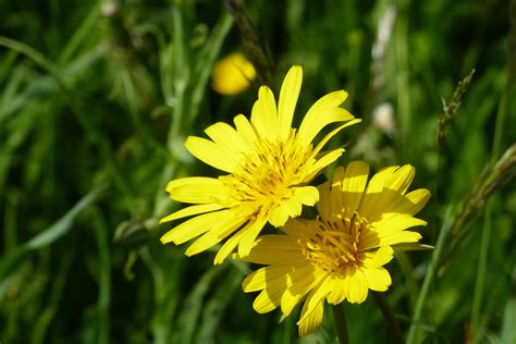 Free Images : nature, grass, blossom, field, meadow, dandelion, prairie ...