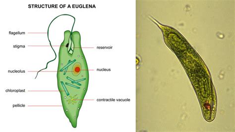 Plant-like Protists - Science News