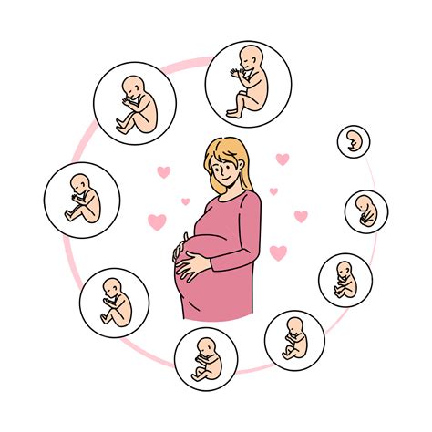 Pregnant Woman With Embryo Development Stages, Pregnant, Embryo, Woman ...