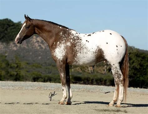 Pin on Clear blanket Appaloosa