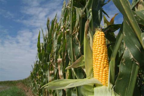 Secrets to successful and profitable maize farming business ...