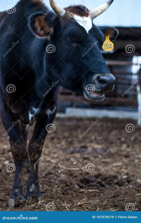 Jersey Cow Portrait/dairy Cattle on a Farm Editorial Stock Image ...