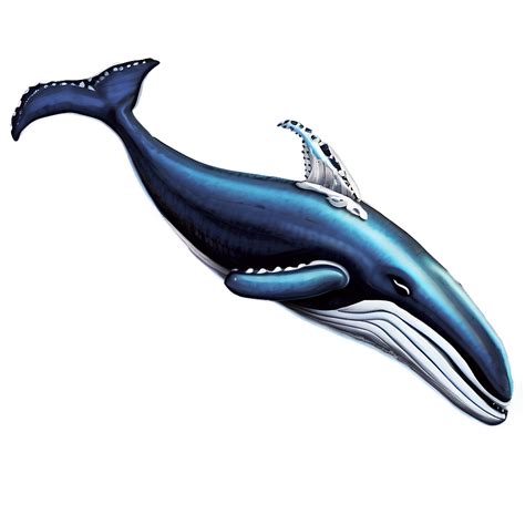 Humpback Whale Ancient Drawing Png Gsb94 PNG Image