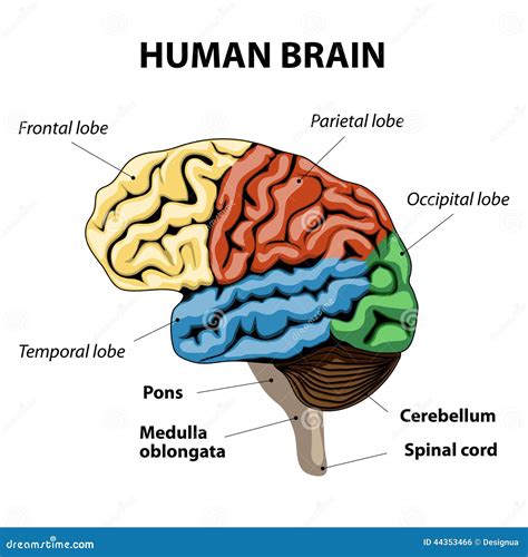 48+ Anatomy Brain Structure Images