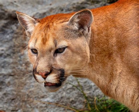 Mountain Lion Sightings Reported in Two Peninsula Cities on Same Night ...