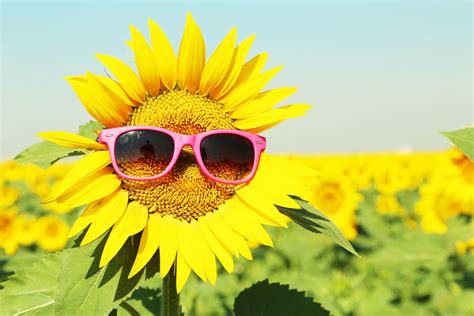 Why Do Sunflowers Always Face The Sun? » Science ABC