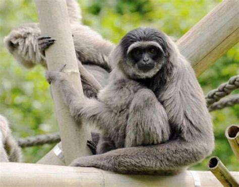 Silvery Gibbon - Lombok Wildlife Park