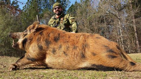 Feral pigs torment residents in New Zealand capital - Natural World ...