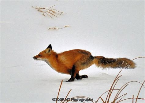 Fox on the run | Fox pictures, Animals beautiful, Animals