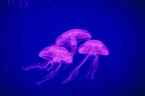 Gambar : alam, lautan, bawah air, ubur ubur, akuarium, cnidaria ...