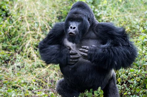 5 Ways to help save gorillas (and other wildlife too) - Dian Fossey ...