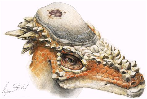 Study Confirms Head-Butting Behavior in Dome-Headed Dinosaurs | Sci.News