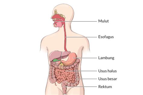 Ketahui Proses Pencernaan Makanan dan Penyerapan Nutrisi di Dalam Tubuh ...