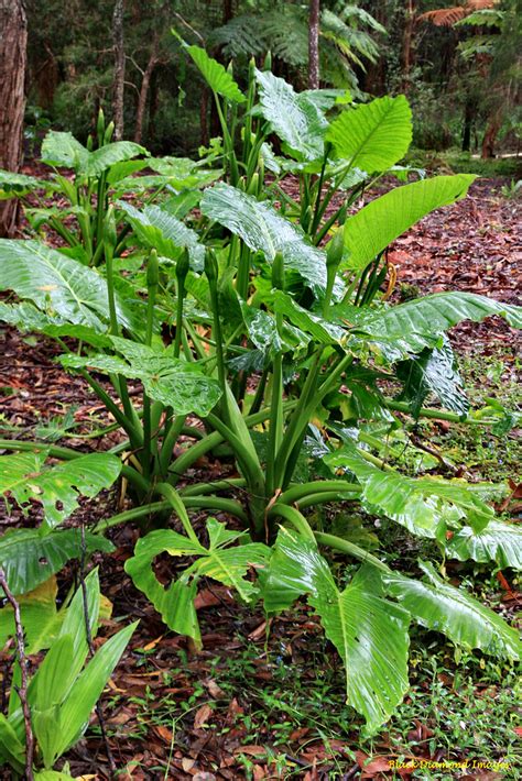 Alocasia brisbanensis - Cunjevoi, Spoon Lily | © All Rights … | Flickr