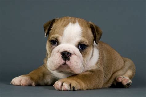 59+ Free English Bulldog Puppies Adoption Image - Bleumoonproductions