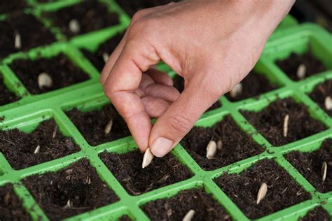 Planting-Seeds | Birstall Garden & Leisure