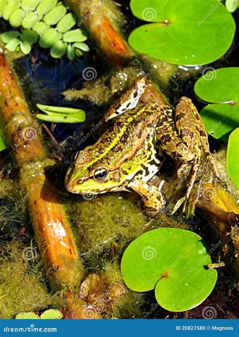 A marsh frog in habitat stock photo. Image of finger - 20827580